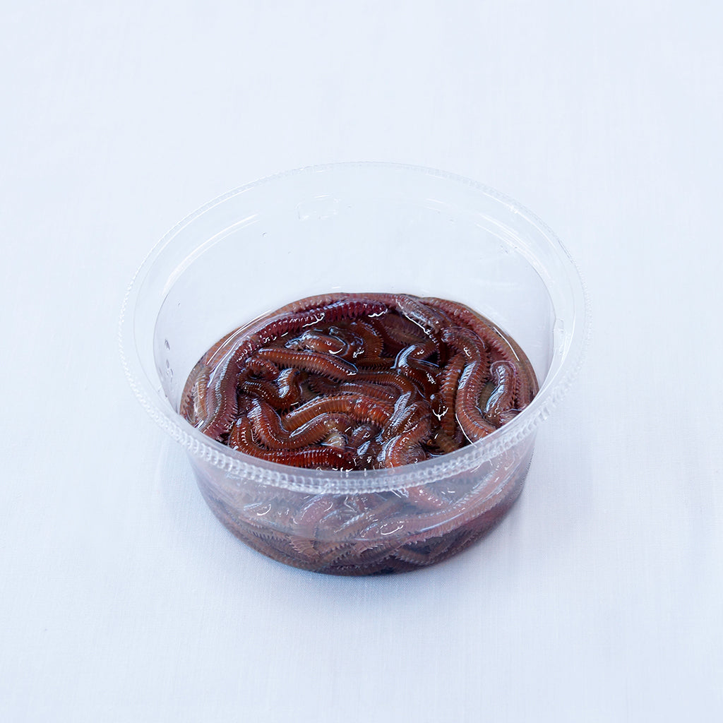 青イソメ（小）50g – フィッシングマートT1